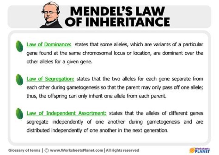 What are Mendels laws