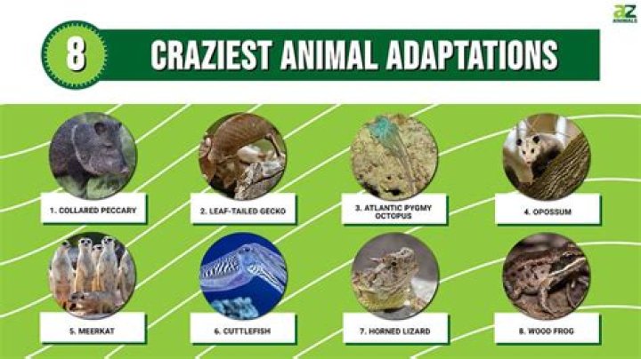 What are neural adaptations