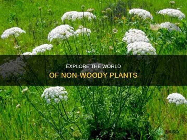 What are non woody plants