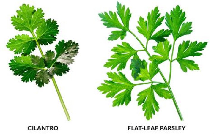 What are parsley leaves