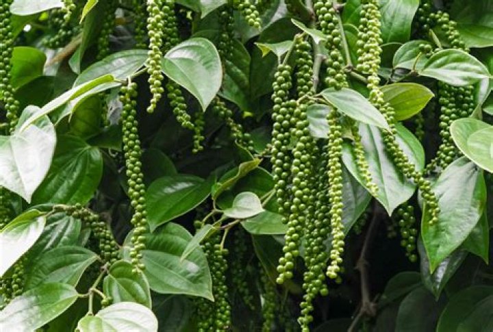What are pepper leaves