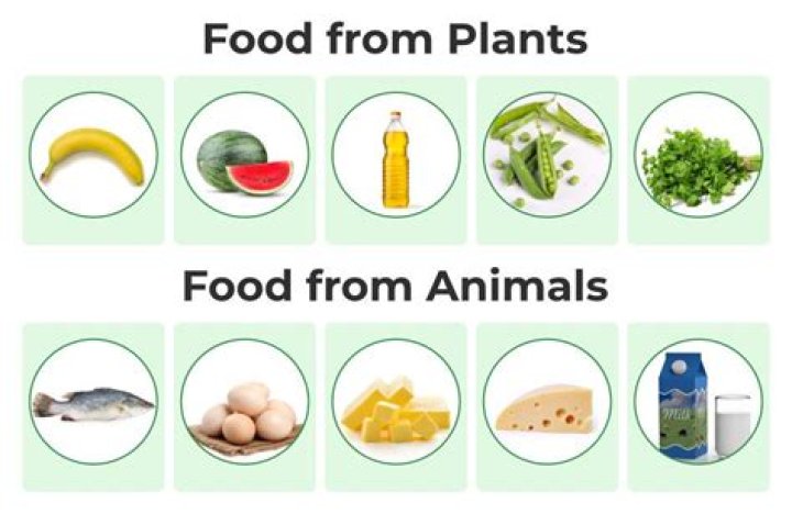 What are plants and animals made of