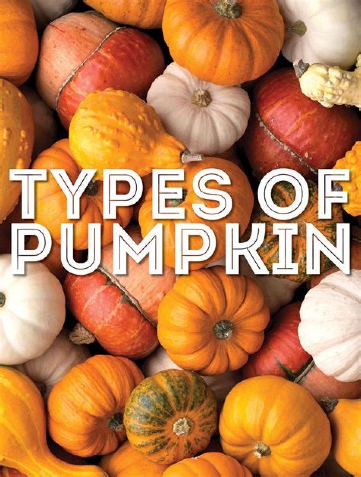 What are pumpkins with warts called