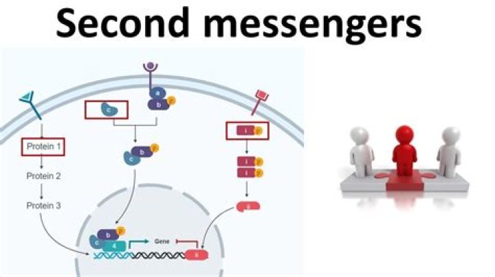 What are second messengers in cell signaling