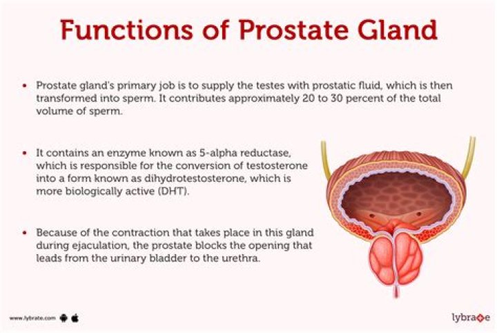 What are seminal vesicles and prostate glands