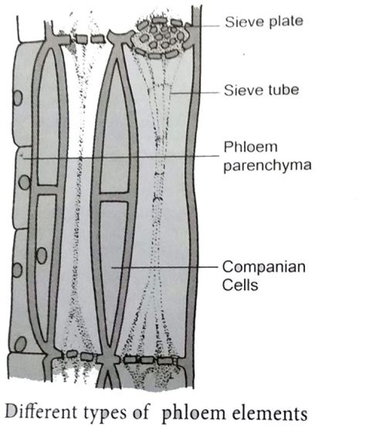 What are sieve tubes explain