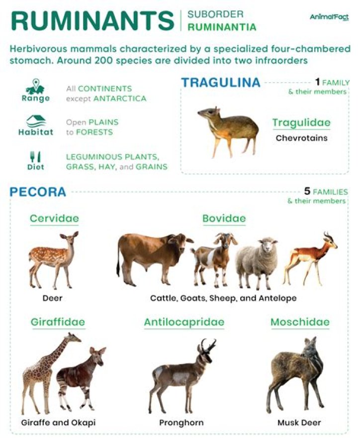 What are small ruminants