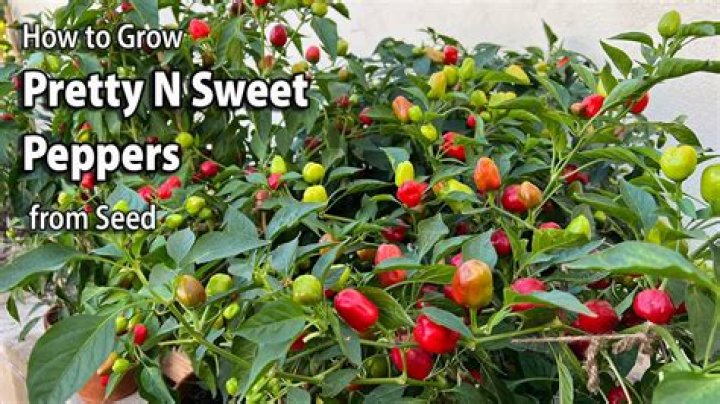 What are small sweet peppers called