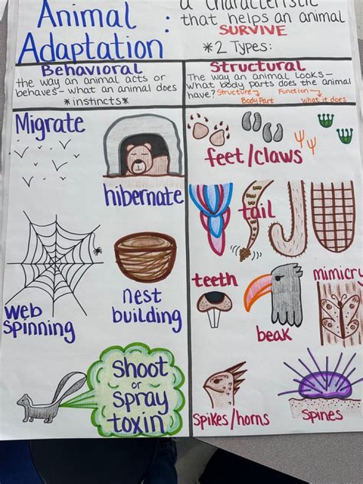 What are some adaptations of an owl
