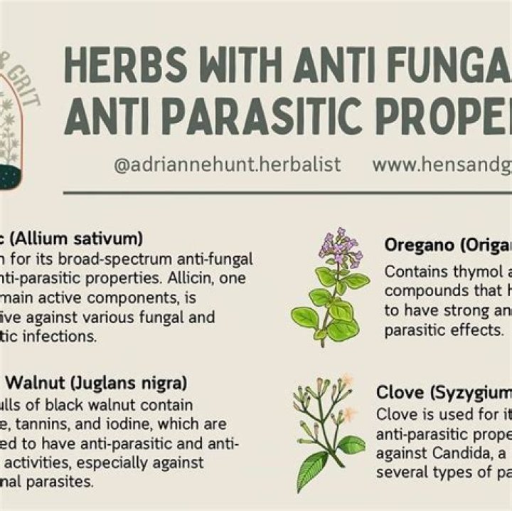 What are some antifungal herbs