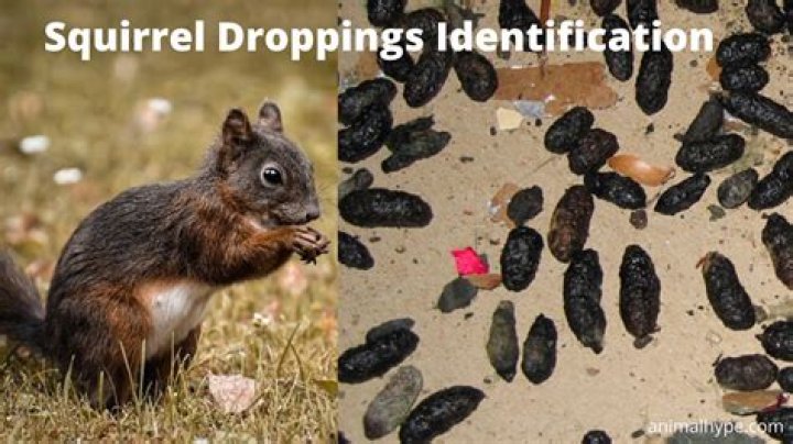 What are squirrel droppings like
