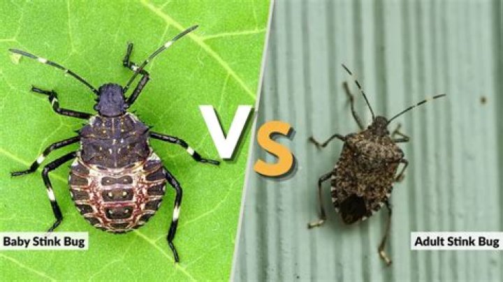 What are stink bugs good for