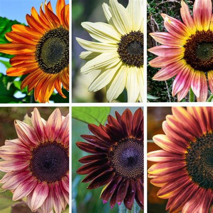 What are sunflower petals used for