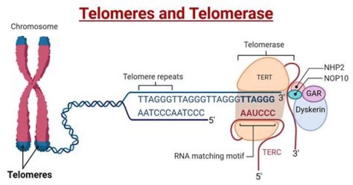What are telomeres and what is their purpose