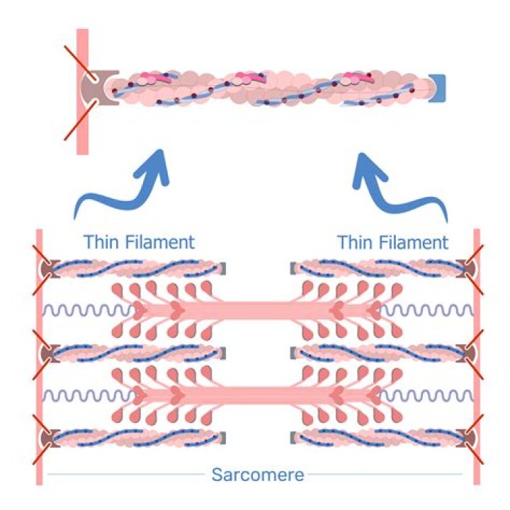 What are the 3 components that make up the thin filaments in a sarcomere
