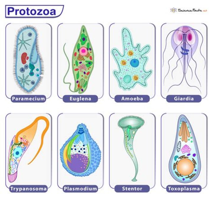 What are the 3 main types of protozoa