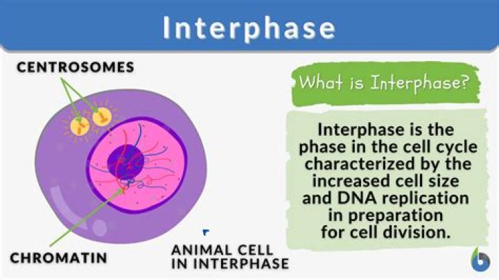 What are the 3 Substages of interphase and what is their main function