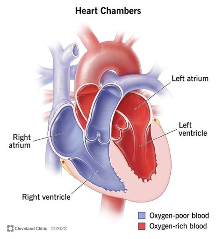 What are the 4 heart chambers