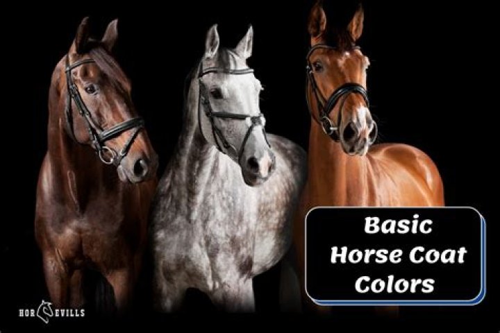 What are the 5 basic horse coat colors