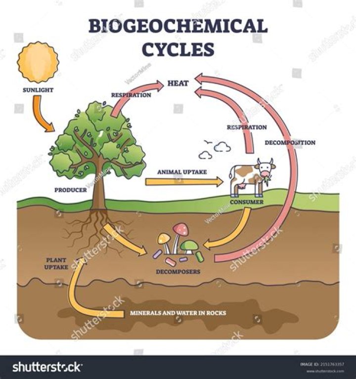 What are the 6 biogeochemical cycles