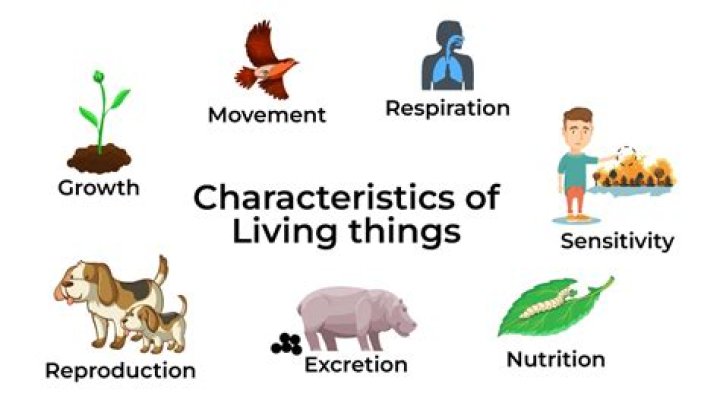 What are the 7 characteristics of living things