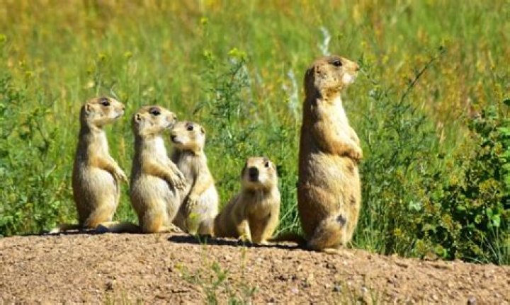 What are the adaptations of a prairie dog