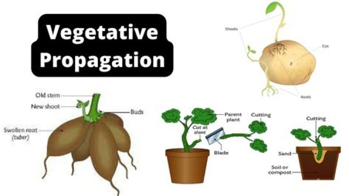 What are the advantages of plant propagation