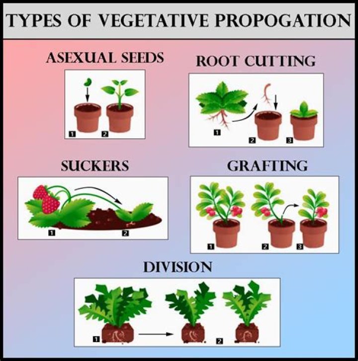 What are the advantages of vegetative propagation class 7