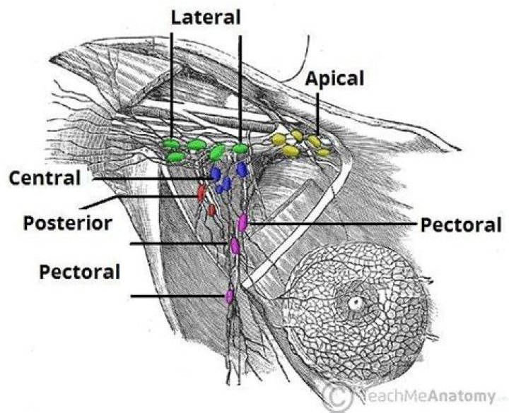 What are the axillary lymph nodes