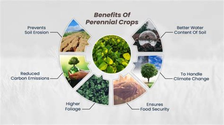 What are the benefits of using garden soil in growing plants