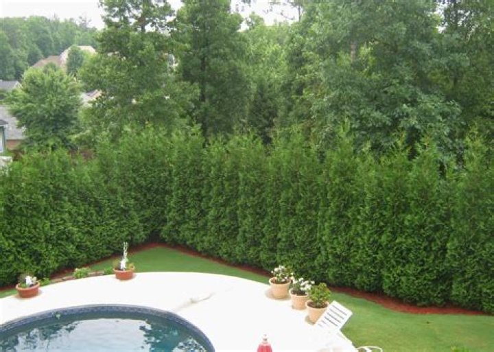 What are the best evergreen shrubs for privacy