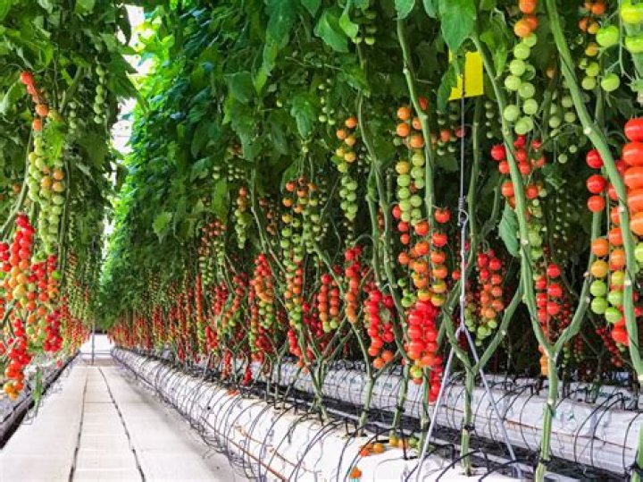 What are the best greenhouse tomatoes