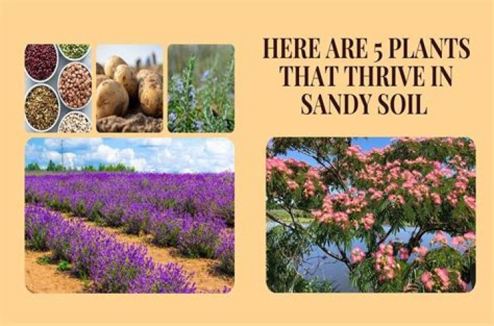 What are the best plants for sandy soil