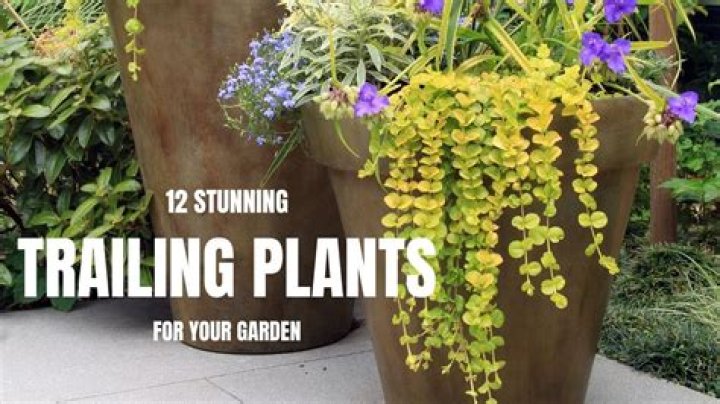 What are the best trailing plants