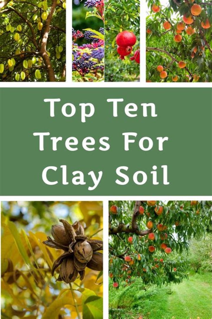 What are the best trees to plant in clay soil