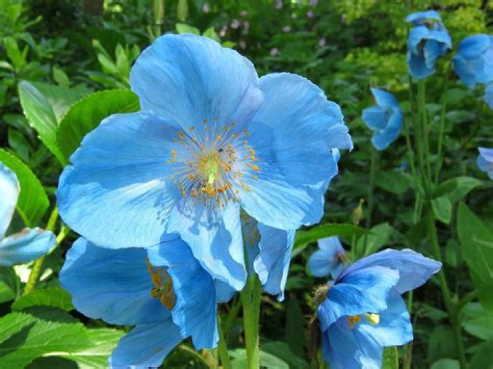 What are the big blue flowers called