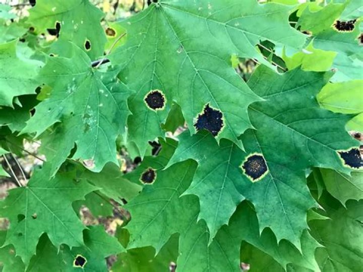 What are the black spots on my silver maple tree leaves