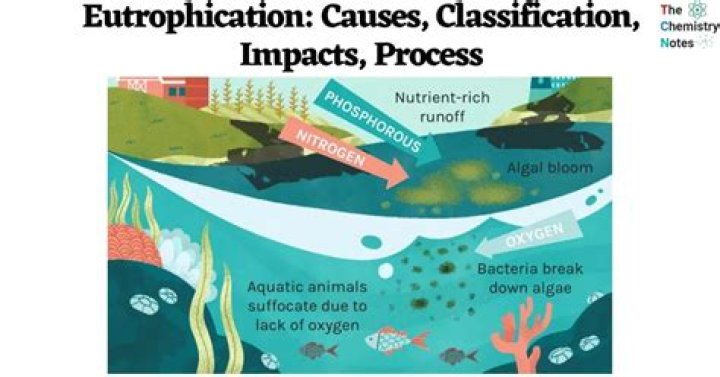 What are the cause and effects of eutrophication
