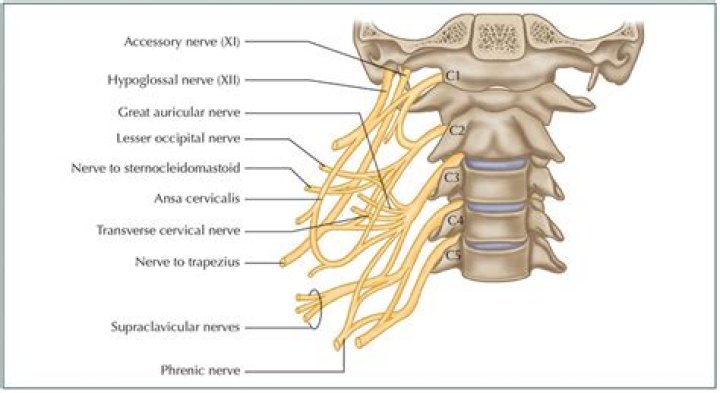 What are the cervical plexus nerves