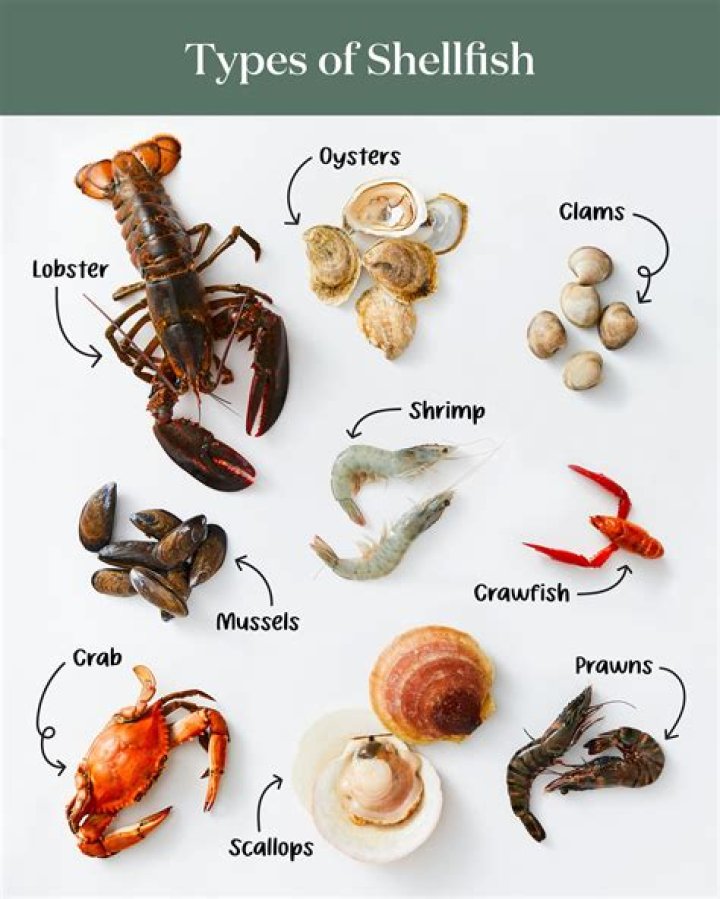 What are the characteristics of fish and shellfish
