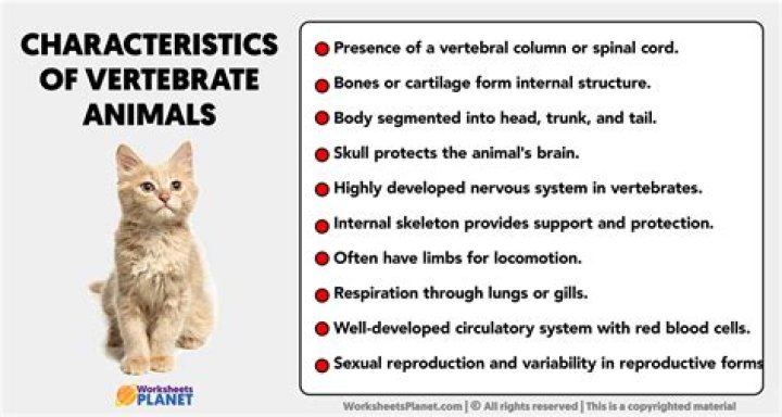 What are the characteristics of vertebrates animals
