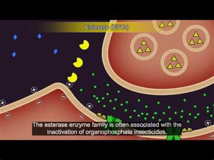 What are the chemical compounds that break down insects