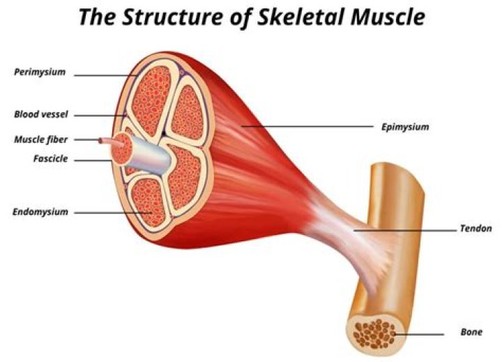 What are the components of a skeletal muscle from smallest to largest