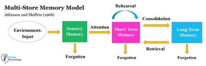 What are the components of the modal model of memory