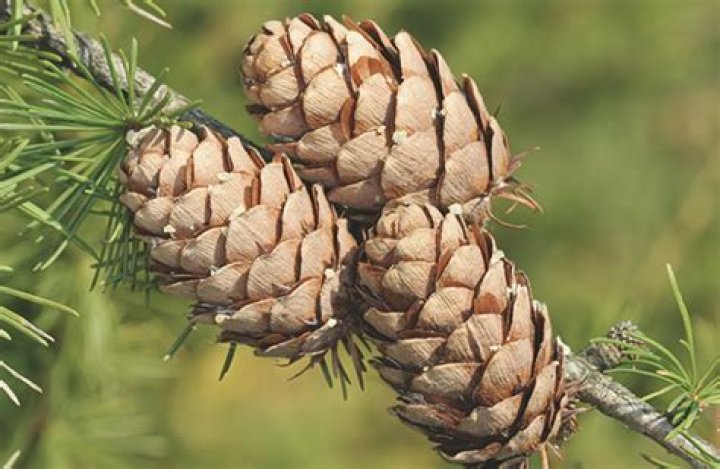 What are the cones on a spruce tree called