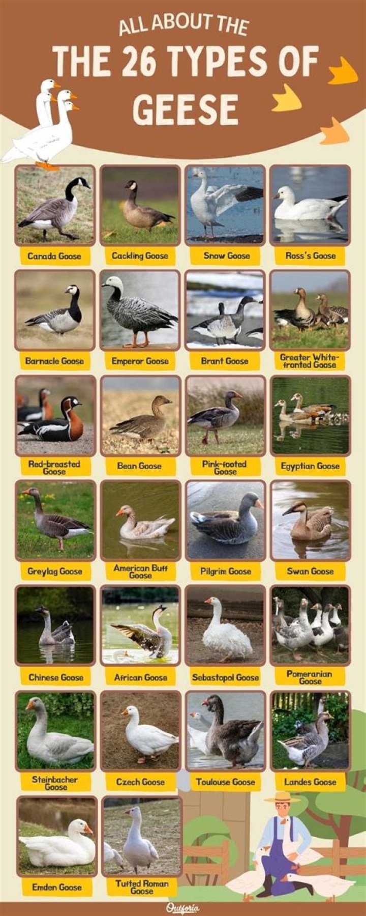 What are the different breeds of geese