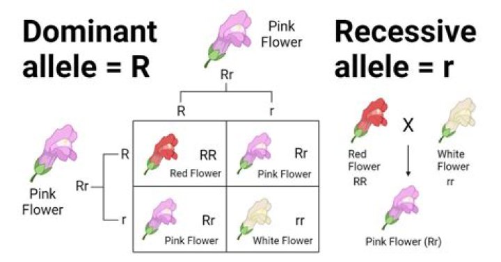 What are the dominant traits in Mendel experiment