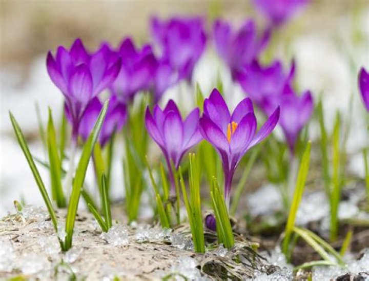 What are the earliest spring flowers