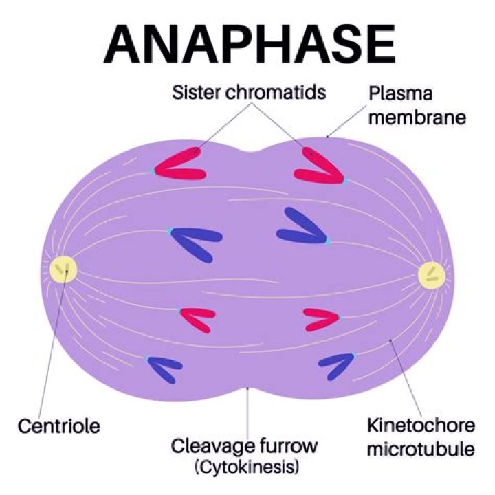 What are the events of anaphase