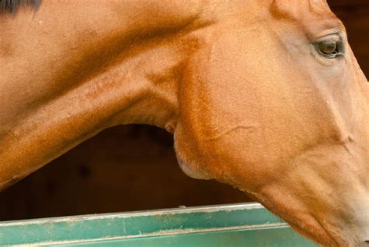 What are the first signs of strangles in horses
